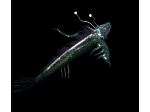 海底世界方鳍巨鱼兽传奇怪物素材